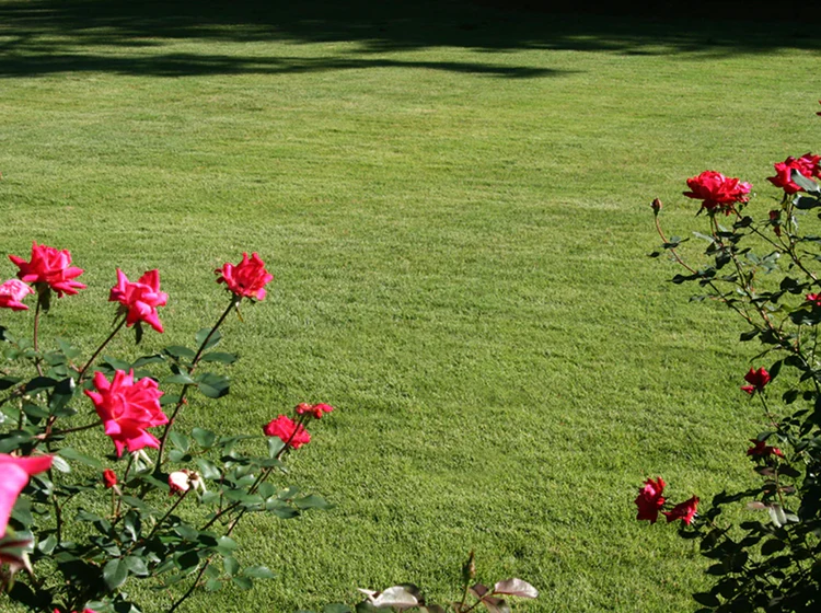 Centipede_PinkFlowers_b83ba70b-b04c-422e-be0b-ec253f157813